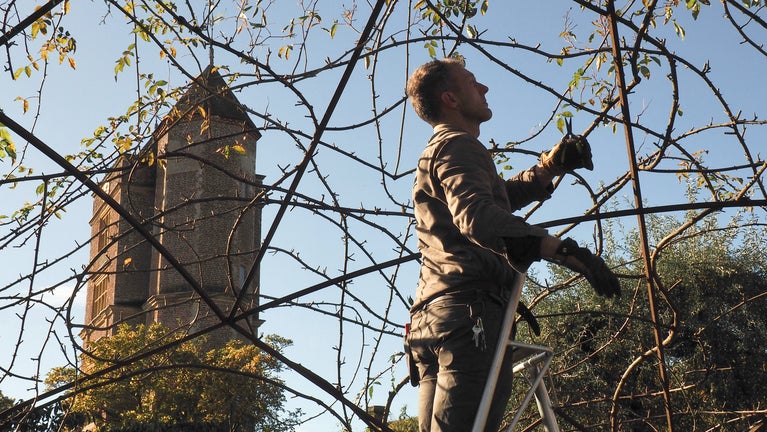 Rose Pruning in the White Garden at Sissinghurst Castle